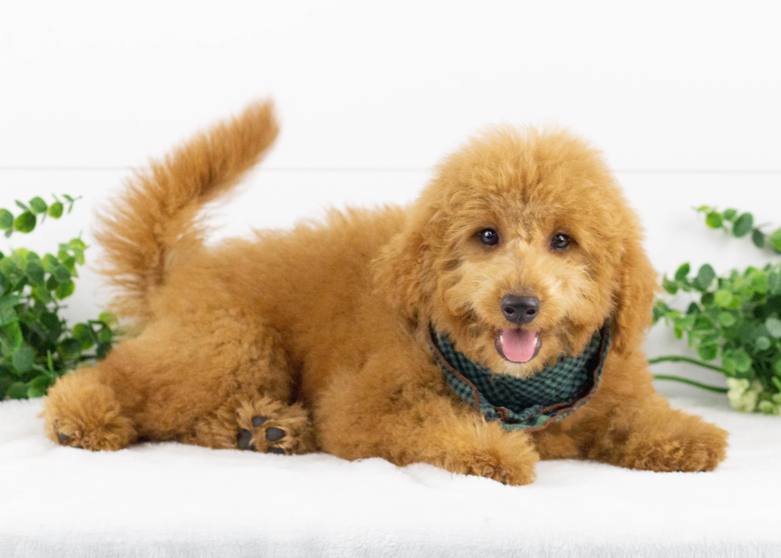 Finn Goldendoodle for sale(1).jpg