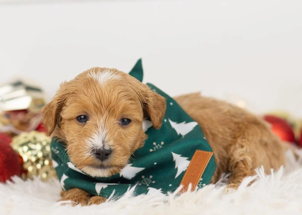 Moose goldendoodle for sale(2).jpg