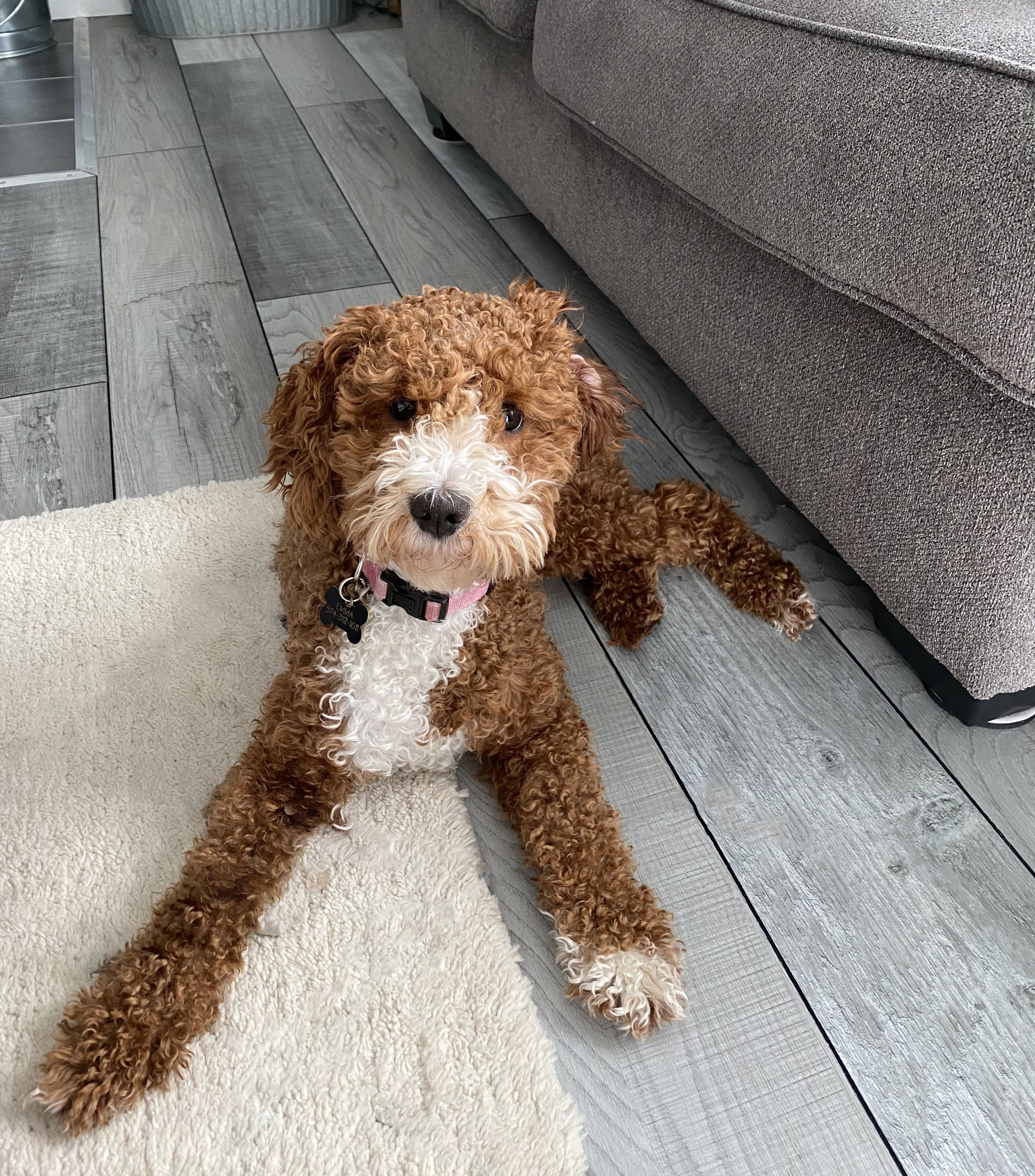 mom goldendoodle