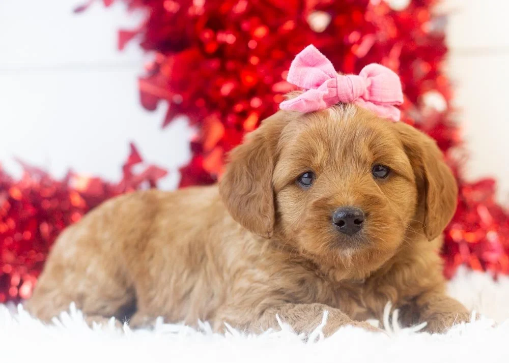 Lilac goldendoodle for sale(2).jpg