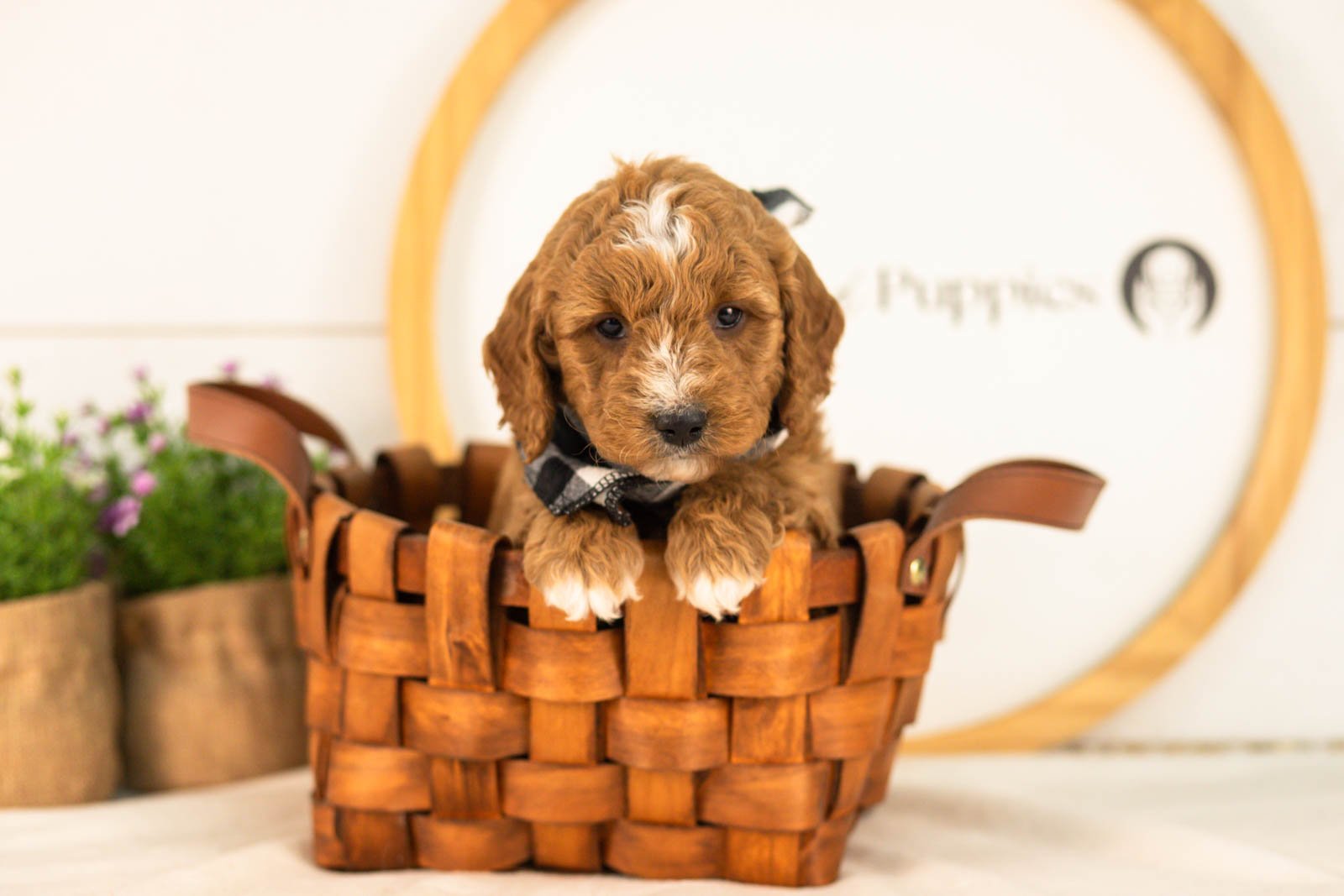 Sunny goldendoodle for sale(2).jpg