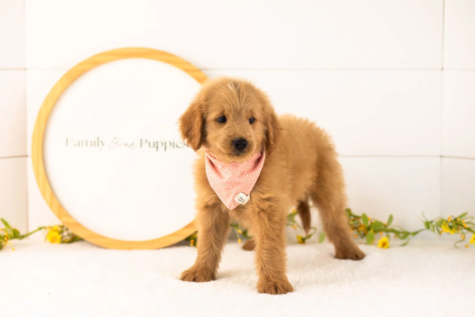 Evan goldendoodle for sale.jpg