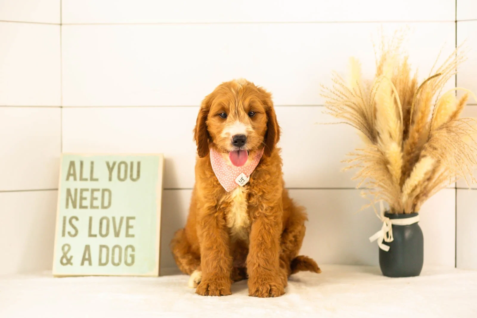 Maze goldendoodle for sale.jpg