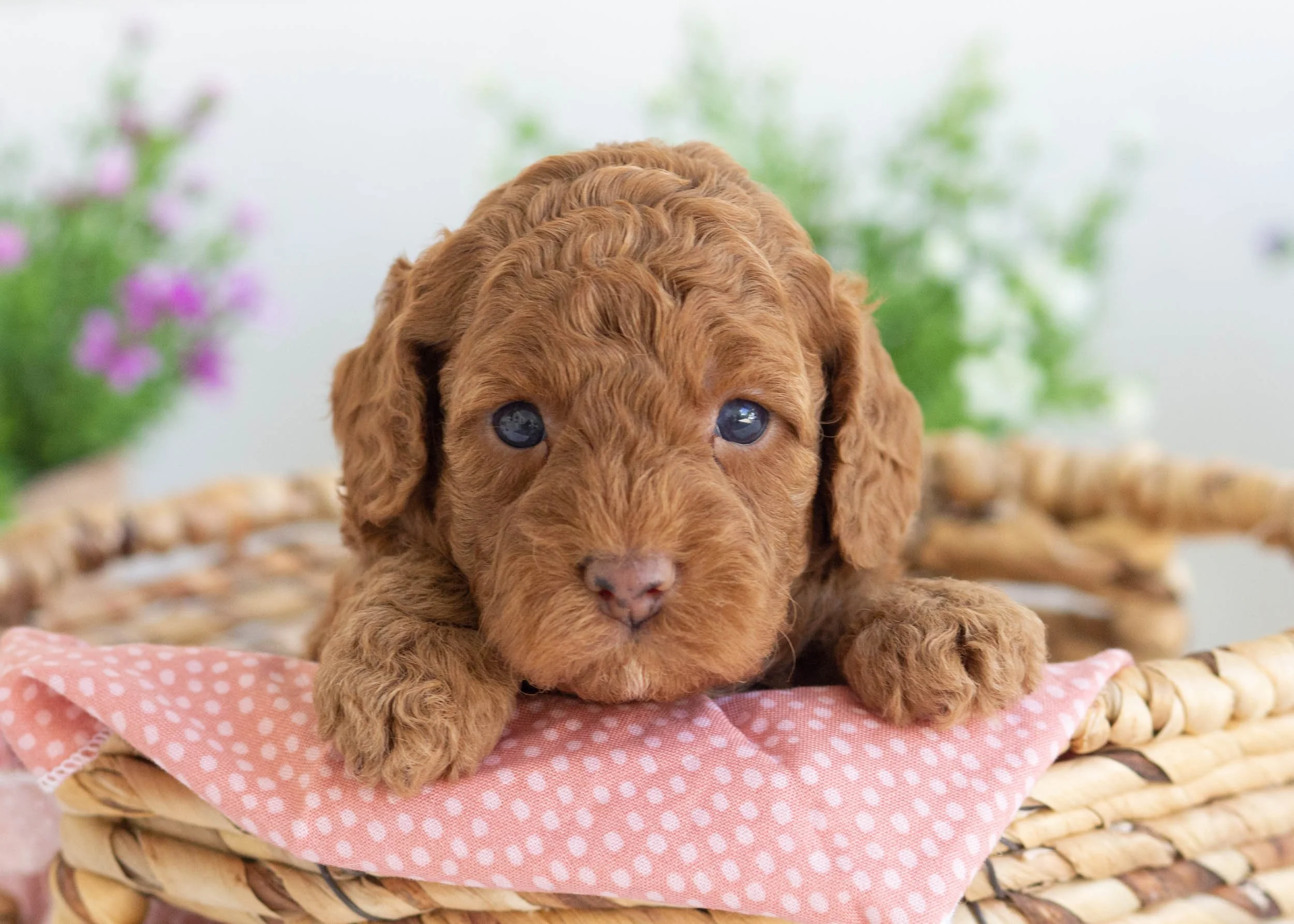 Zola Goldendoodle For Sale(3).jpg