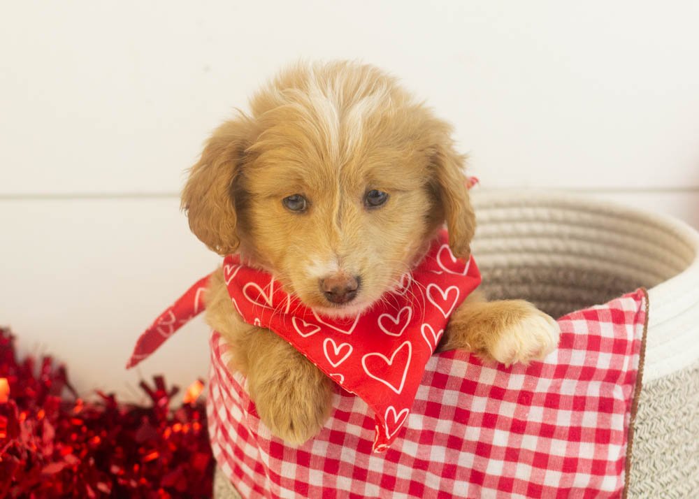Rhett goldendoodle for sale(1).jpg