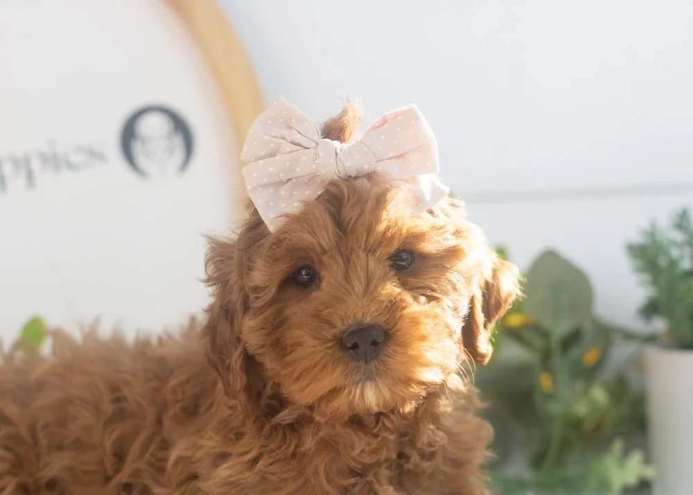 Candy goldendoodle for sale(2).jpg