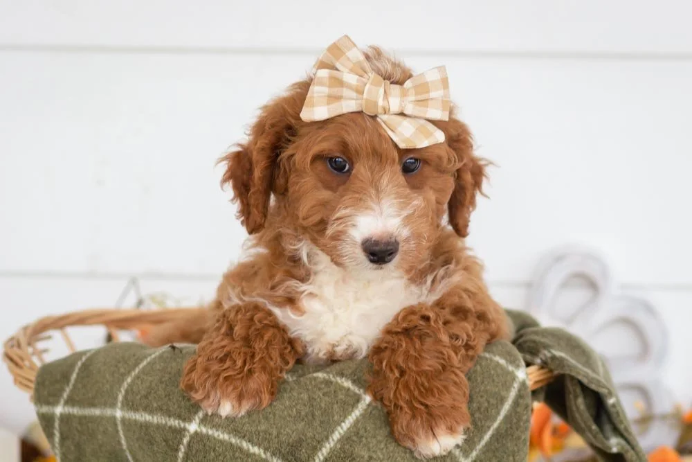 Dior goldendoodle for sale(1).jpg