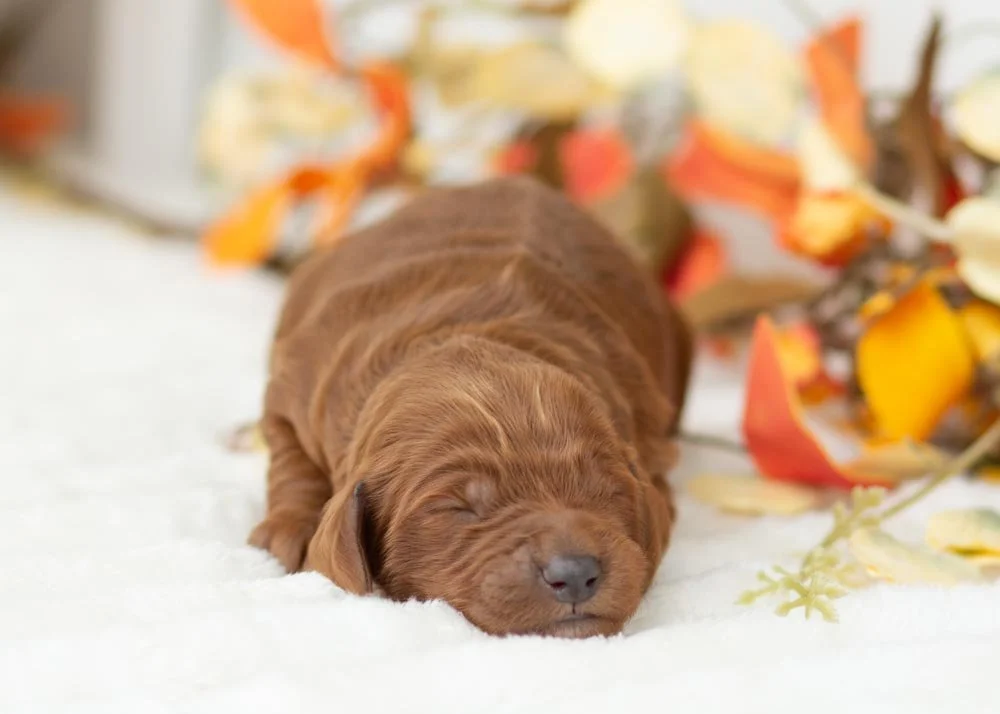 Cindy Lou Goldendoodle for sale(1).jpg