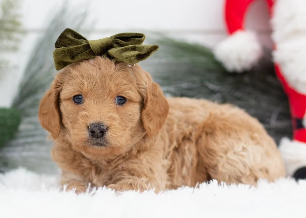 Mac goldendoodles for sale(3).jpg