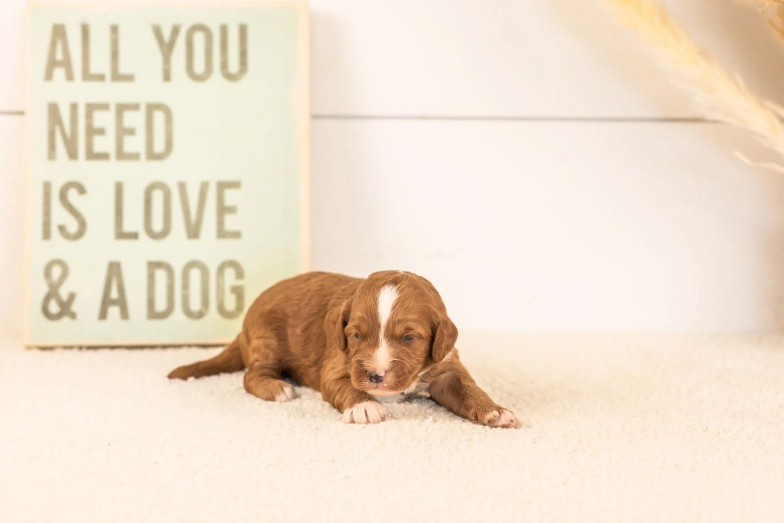 amor goldendoodle for sale(2).jpg