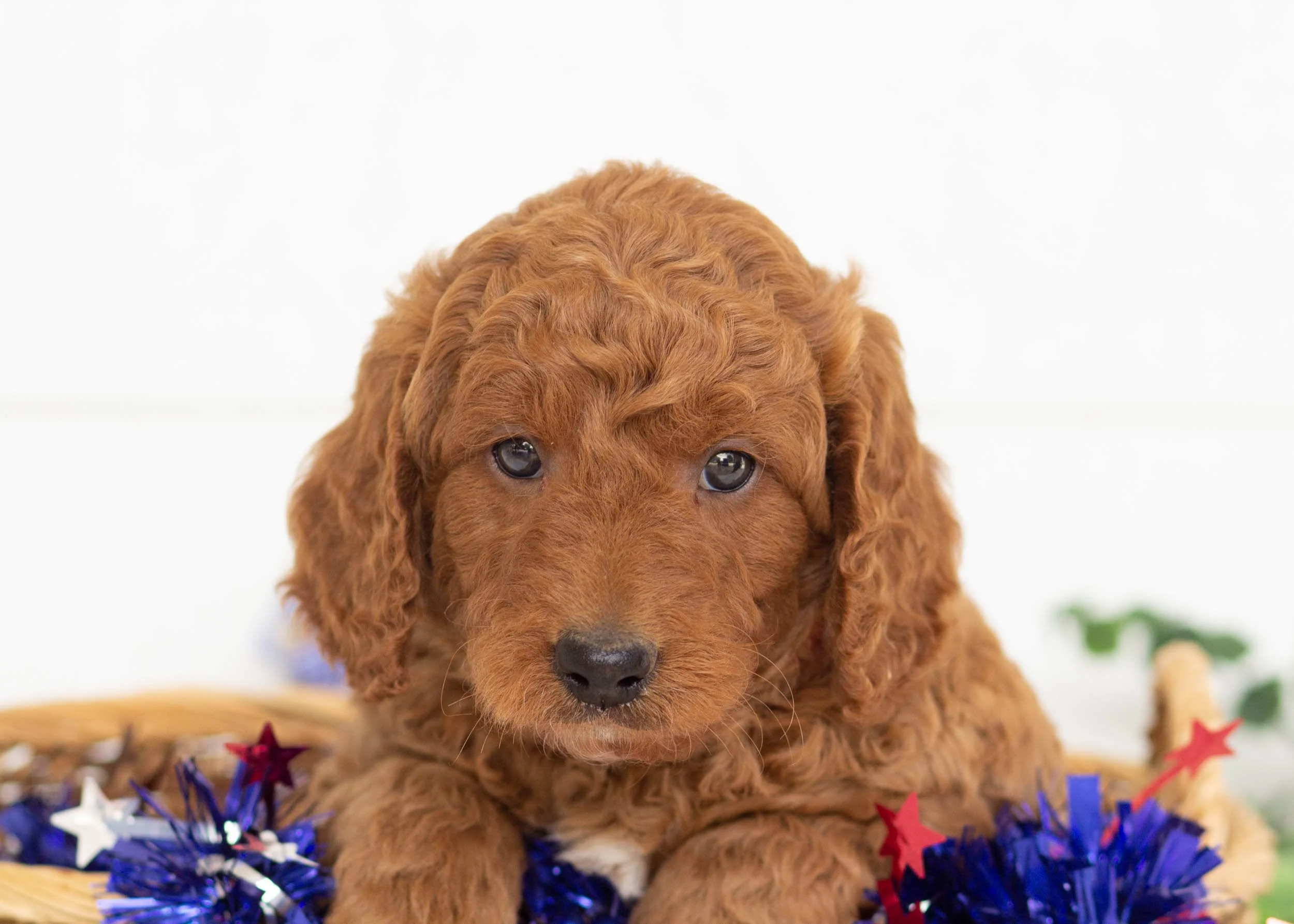 Buster Goldendoodle For Sale(2).jpg