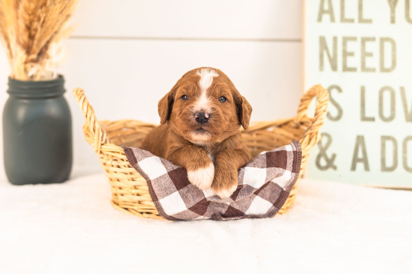 Heffalump goldendoodle for sale(1).jpg