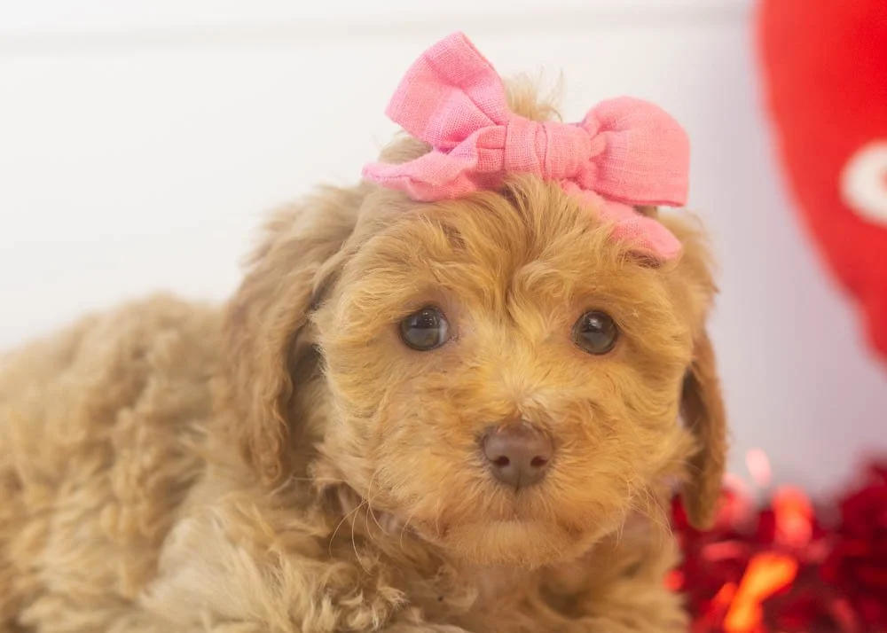 Doug 12-22-25 Indiana 2.52-3.jpg