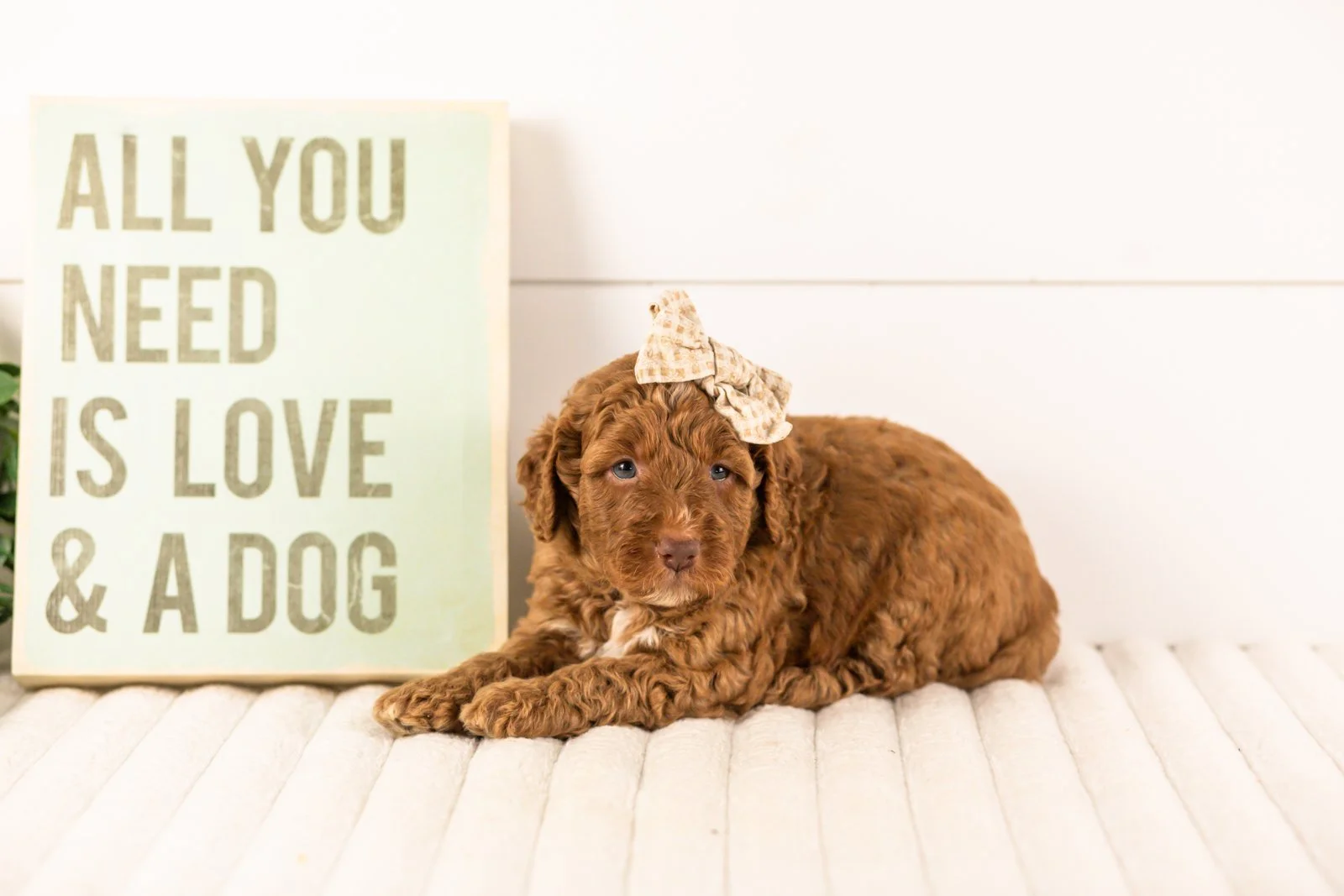 Layla goldendoodle for sale(2).jpg