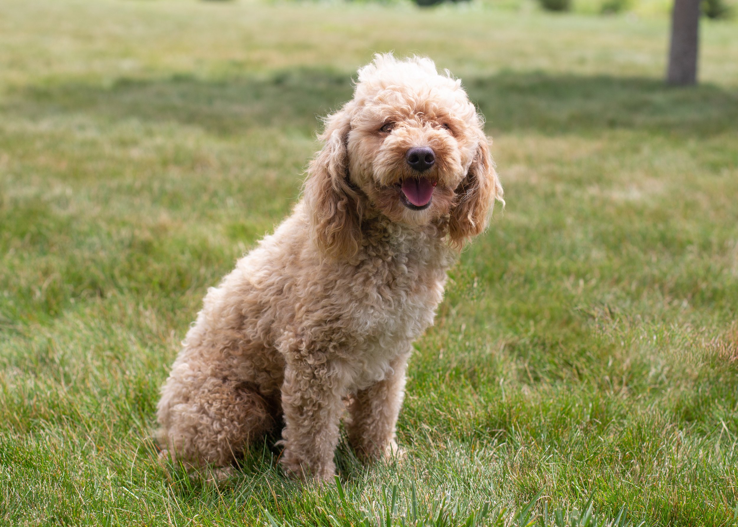 dad poodle