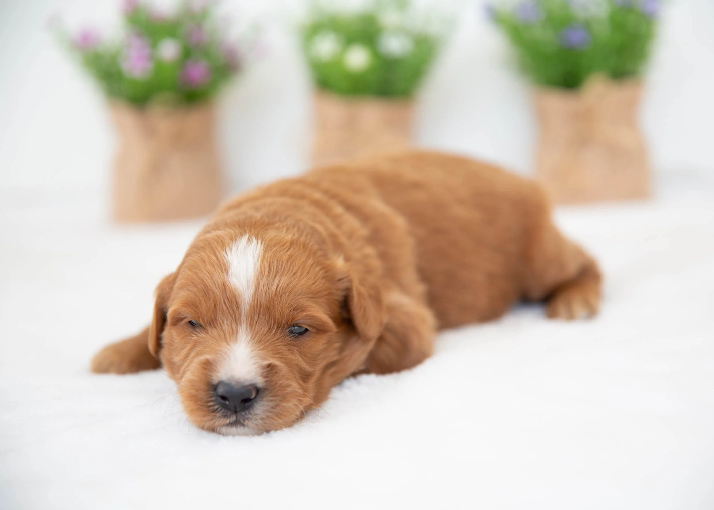 waffles goldendoodle for sale(2).jpg