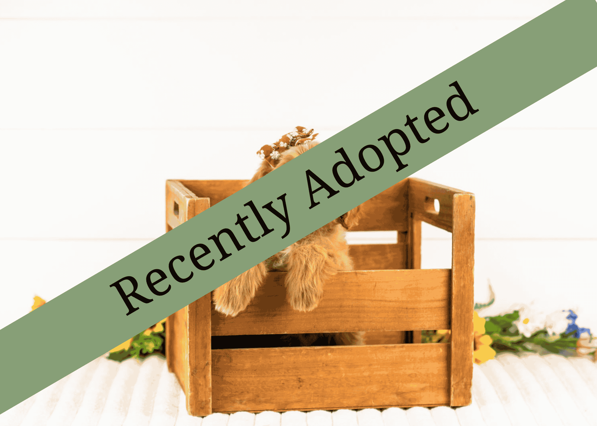 goldendoodle for sale
