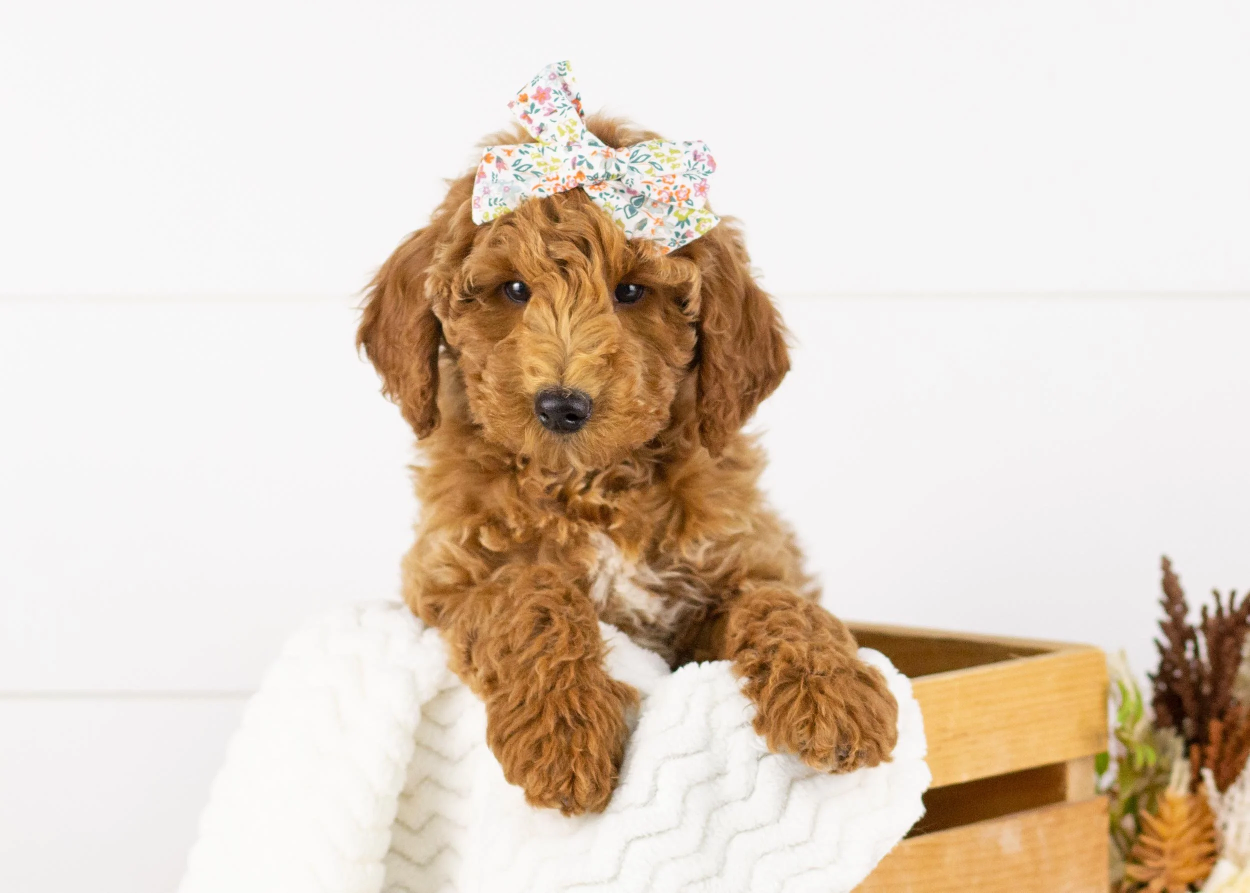 Granny smith goldendoodle for sale(2).jpg