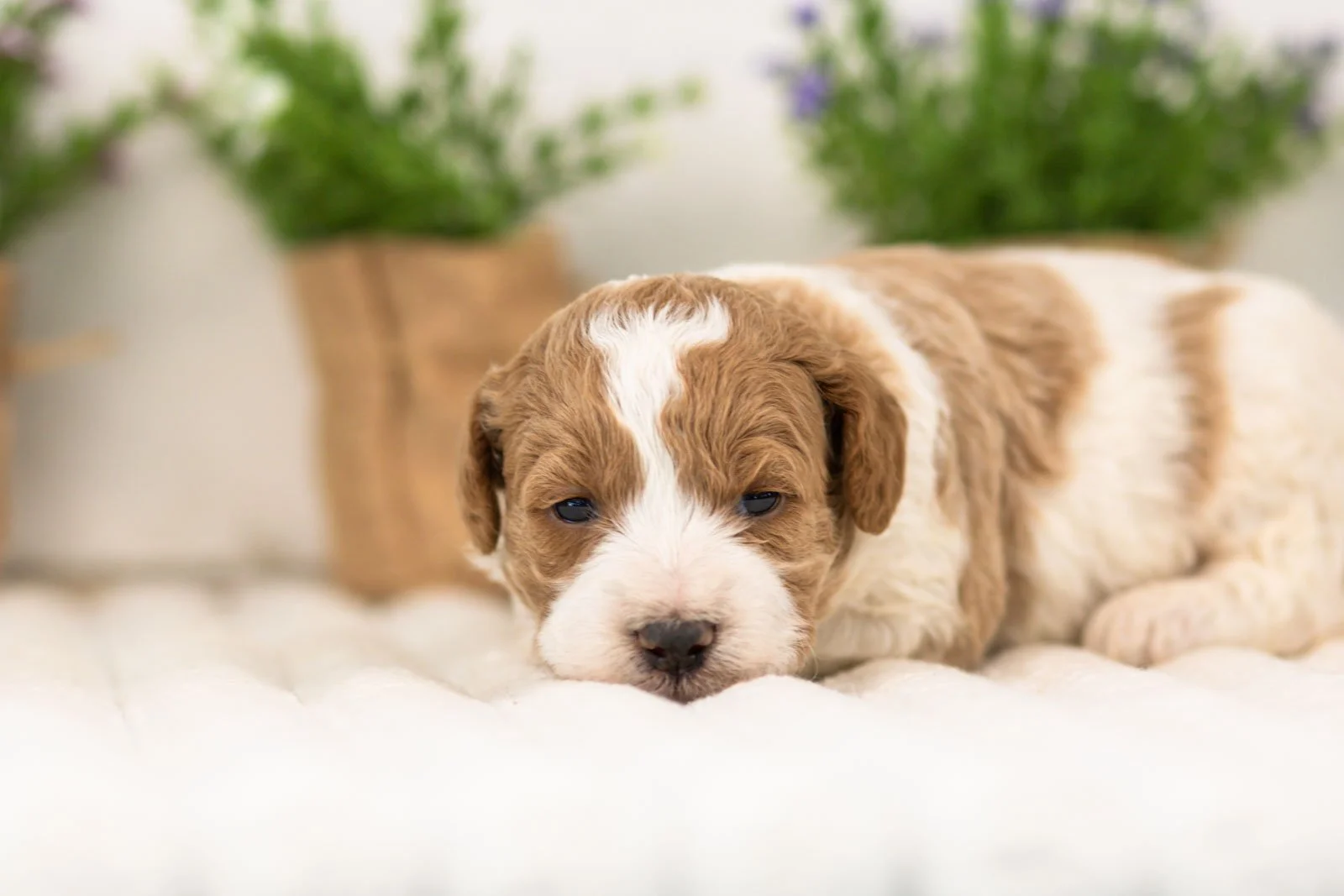 lucy goldendoodle for sale(2).jpg