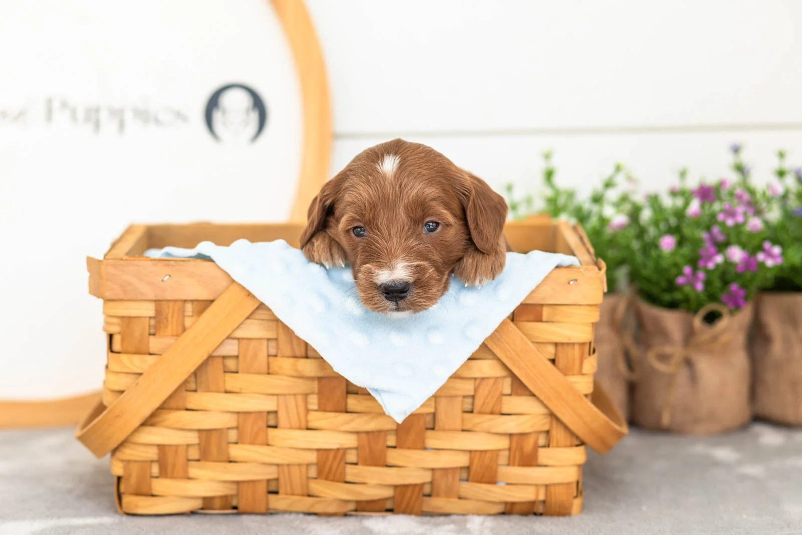 Jiggly goldendoodle for sale(4).jpg
