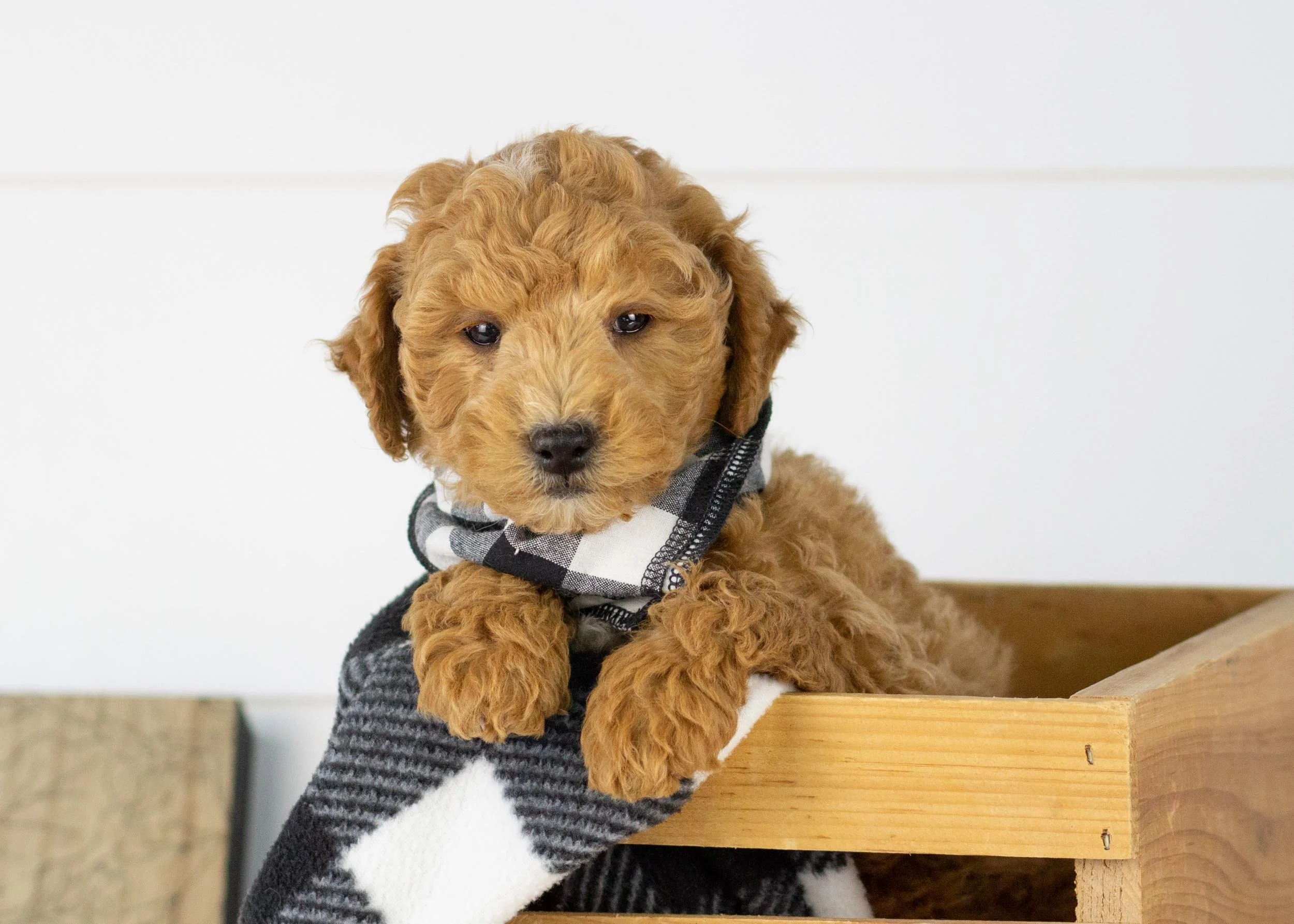 Camper goldendoodle for sale.jpg
