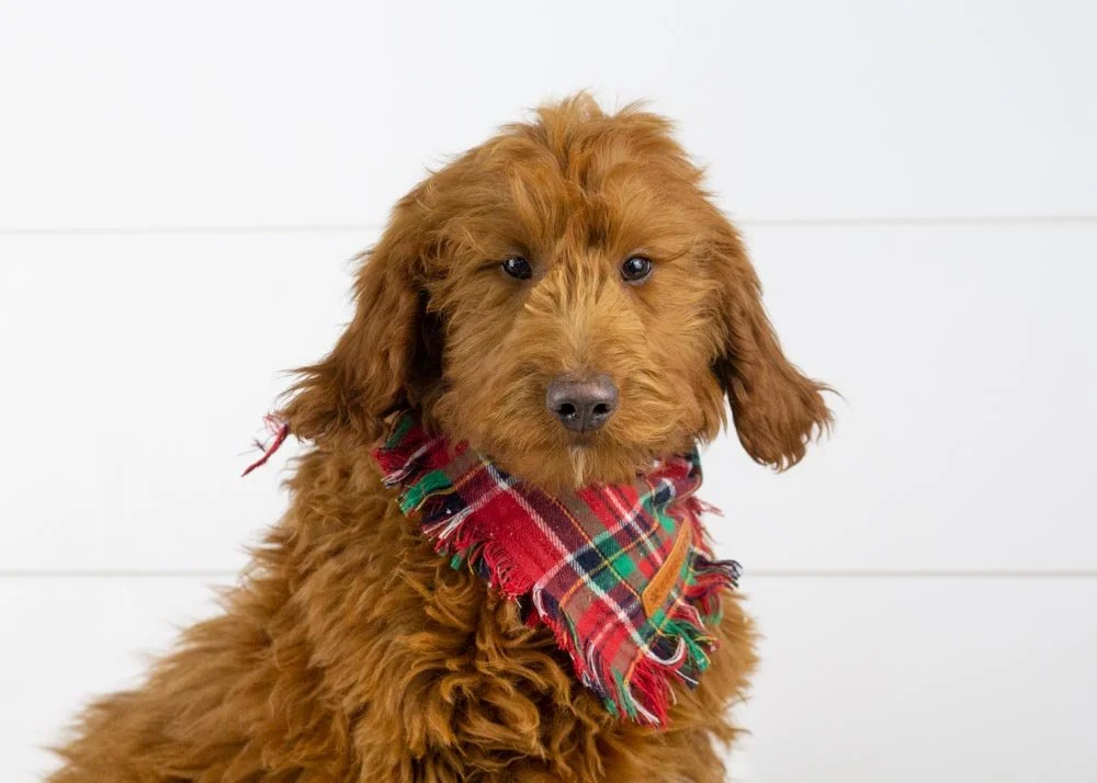 Leon 8-21-25 Griddin 15.60.jpg