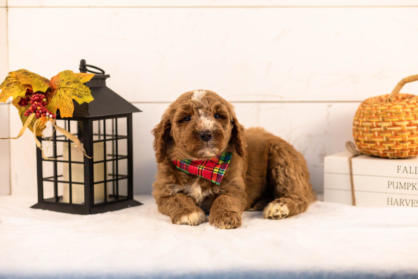 Alps goldendoodle for sale 5.jpg