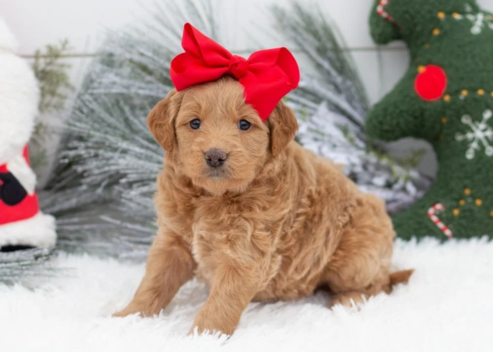 Sweet Potato goldendoodles for sale.jpg