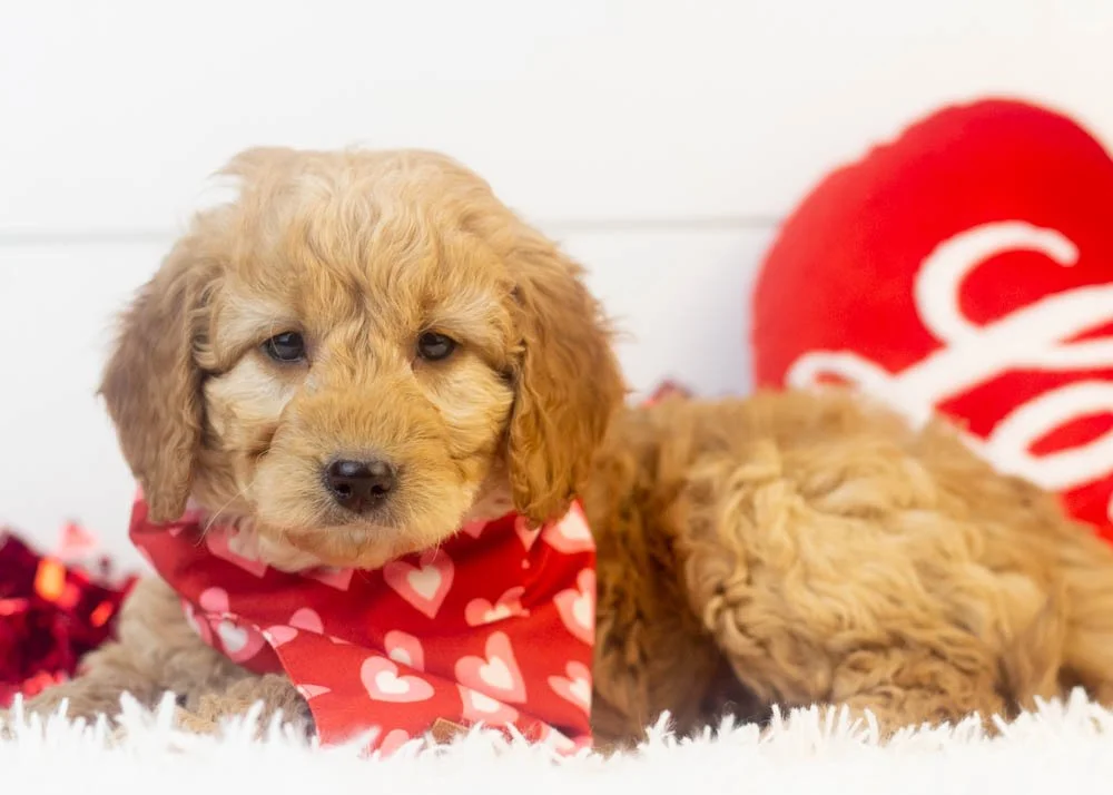 Peter goldendoodle for sale.jpg