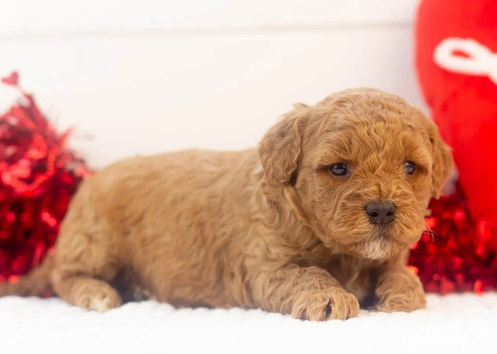 Icicle goldendoodle for sale(2).jpg