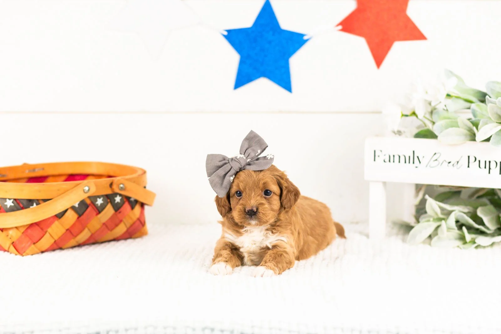shari goldendoodle for sale(1).jpg