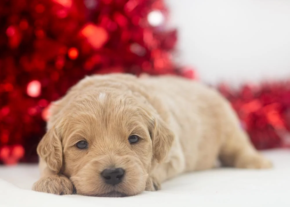 Kitkat goldendoodle for sale.jpg