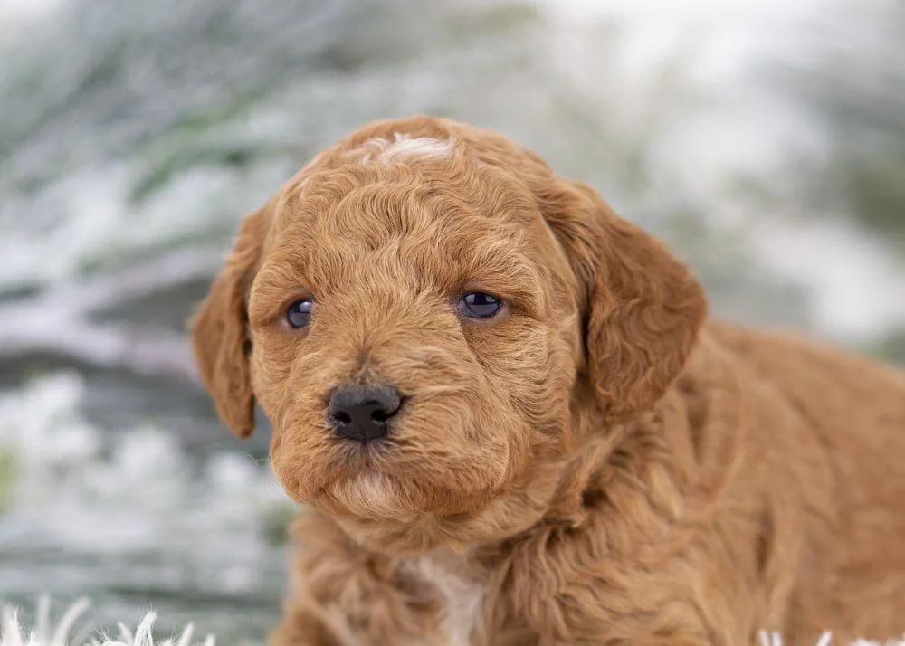 Glinda goldendoodle for sale(3).jpg