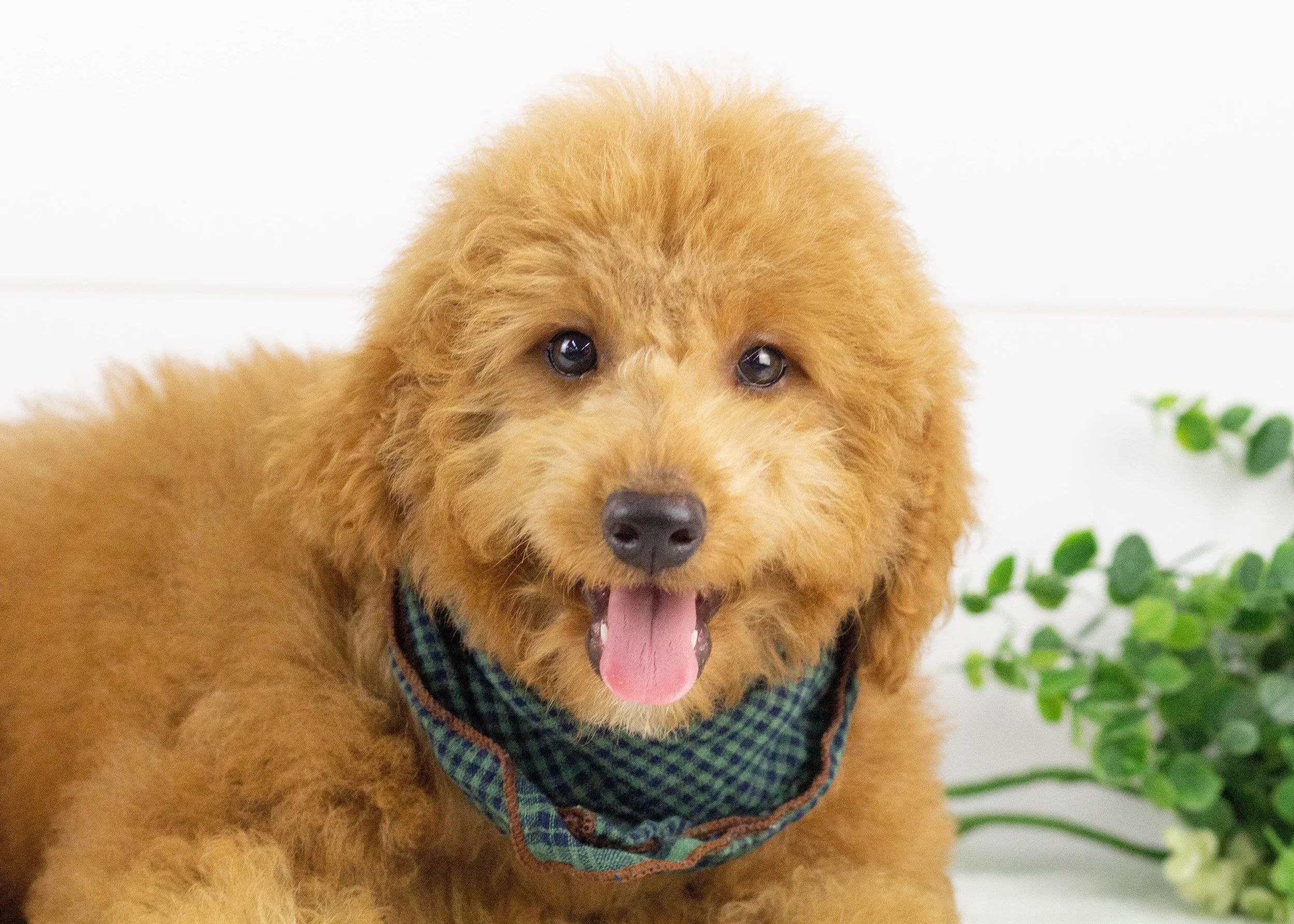 Finn Goldendoodle for sale.jpg