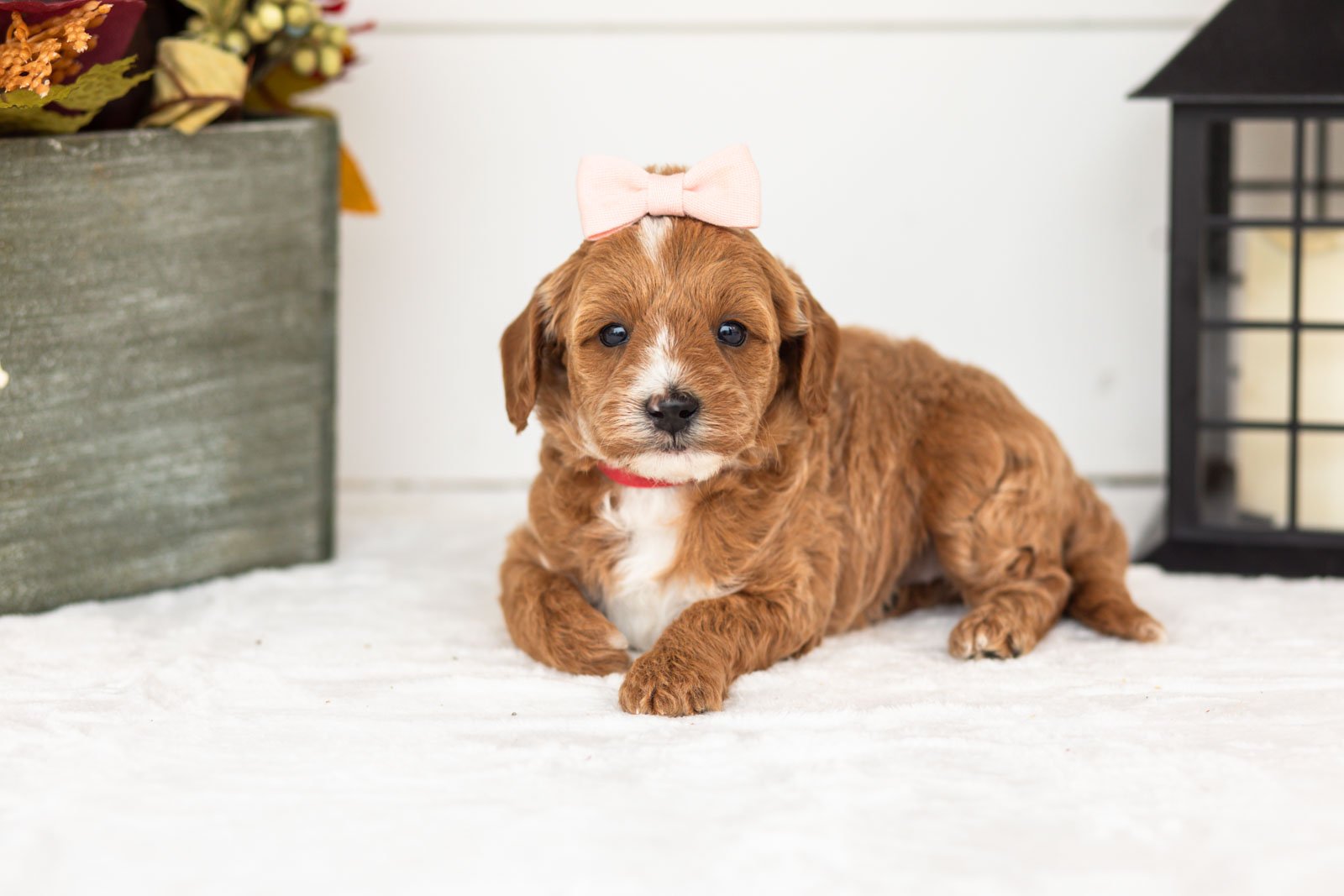 Flicka goldendoodle for sale 5.jpg