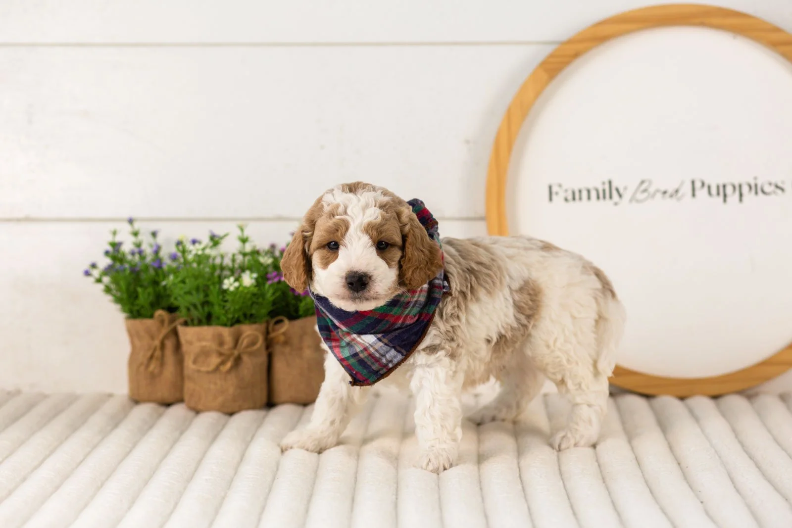 Drake goldendoodle for sale(2).jpg