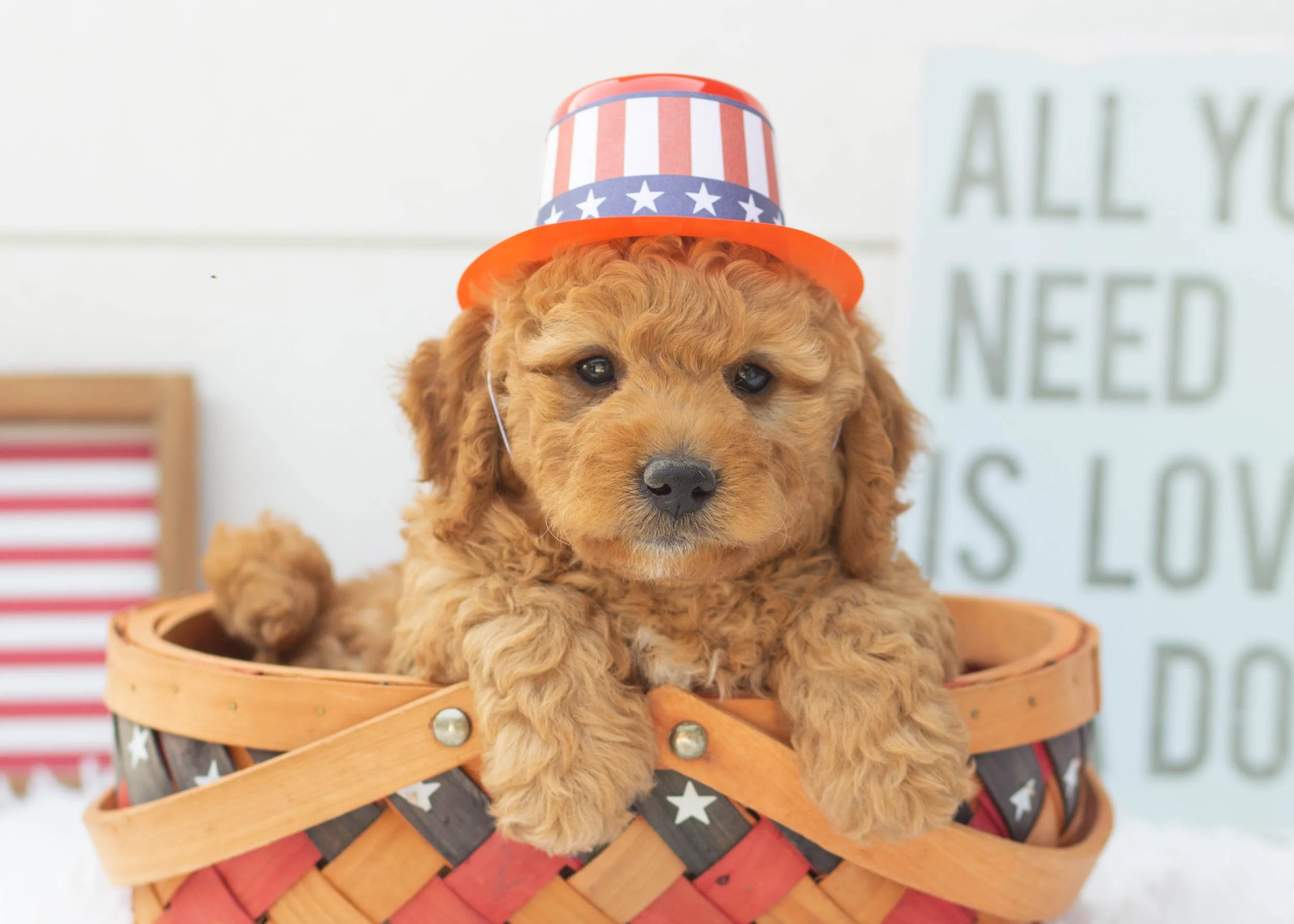 Frankie Goldendoodle For Sale..jpg