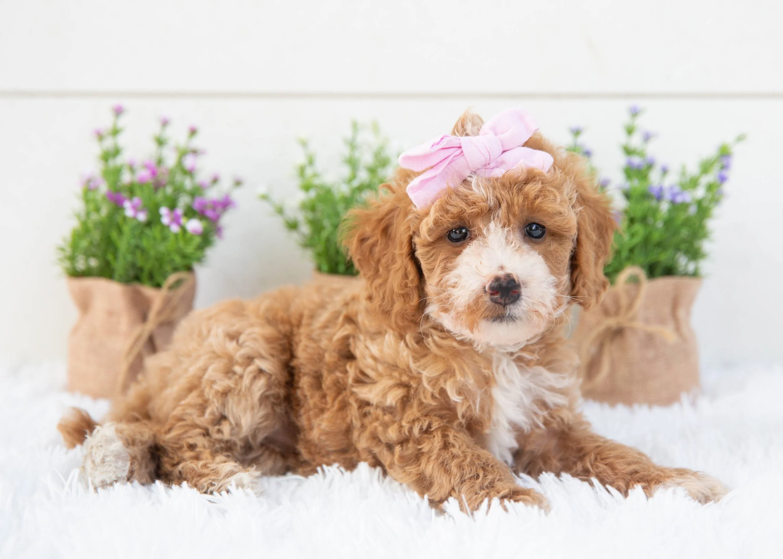 Tina goldendoodle for sale(1).jpg