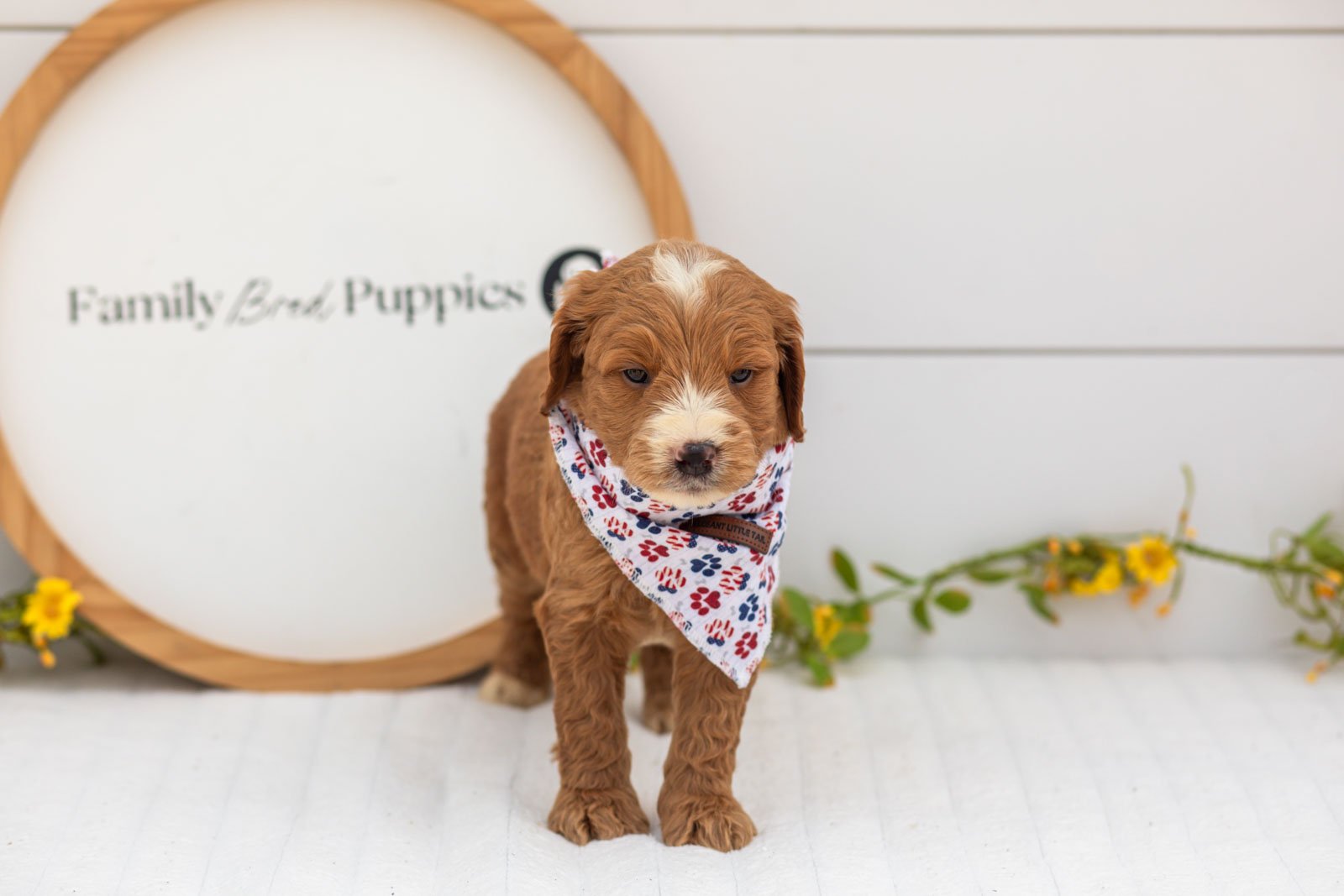 Maze goldendoodle for sale.jpg