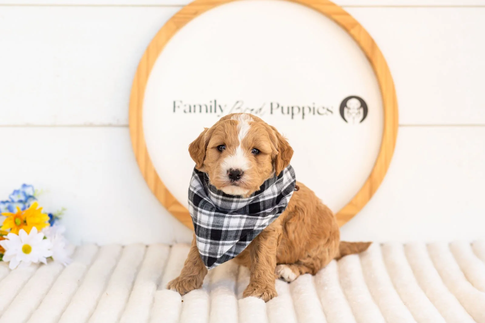 mathew goldendoodle for sale(1).jpg