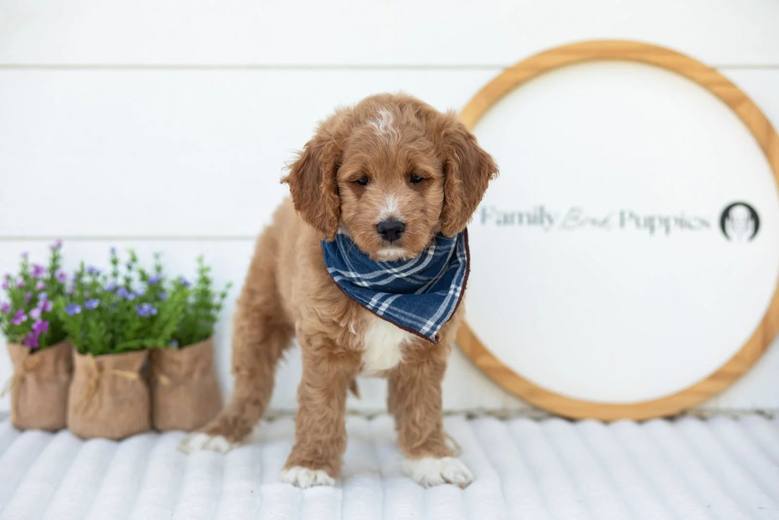 Brie goldendoodle for sale(2).jpg