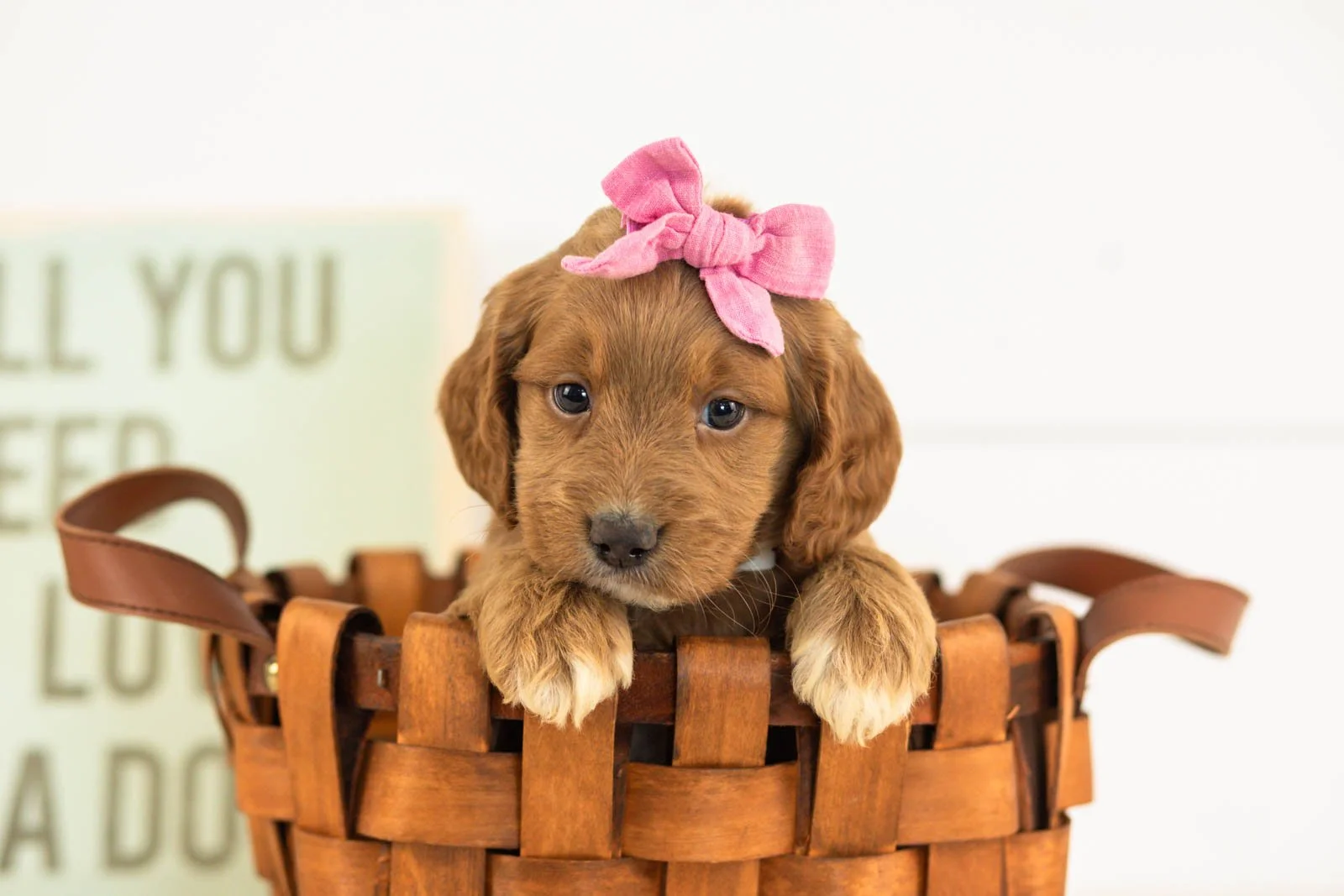 Ember goldendoodle for sale(4).jpg