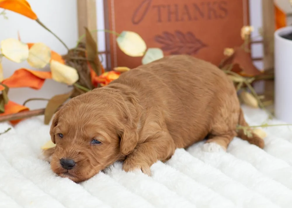 Pistachio goldendoodle for sale(3).jpg