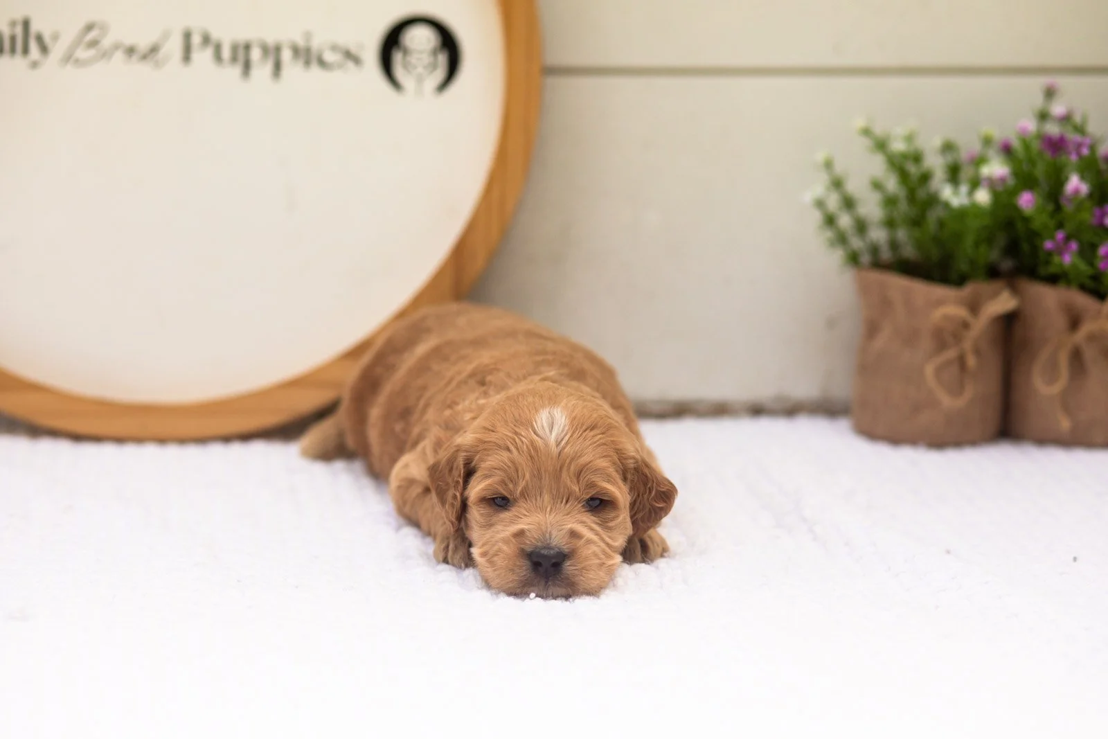 Barley goldendoodle for sale.jpg