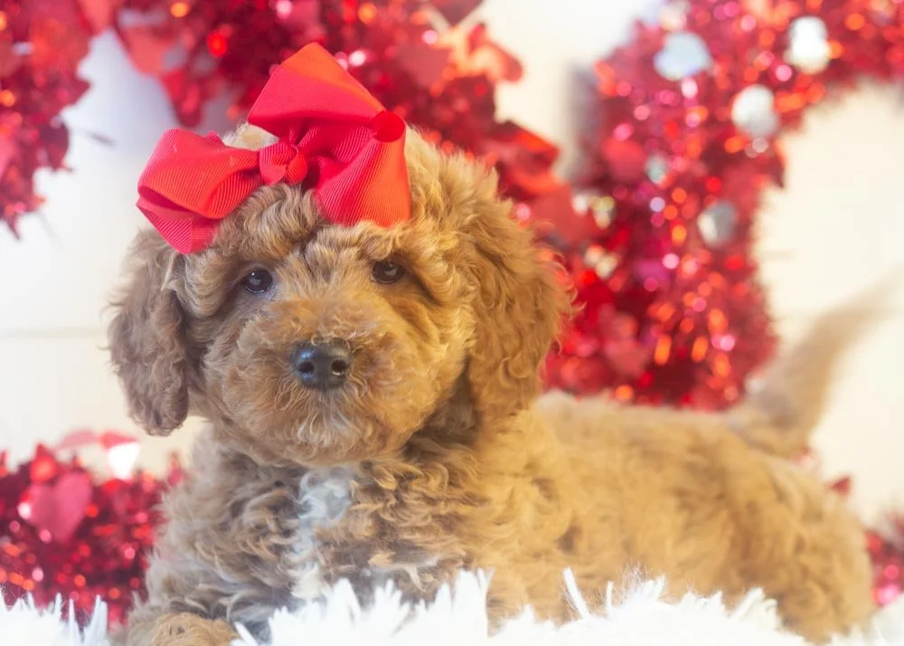 Glinda goldendoodle for sale(1).jpg