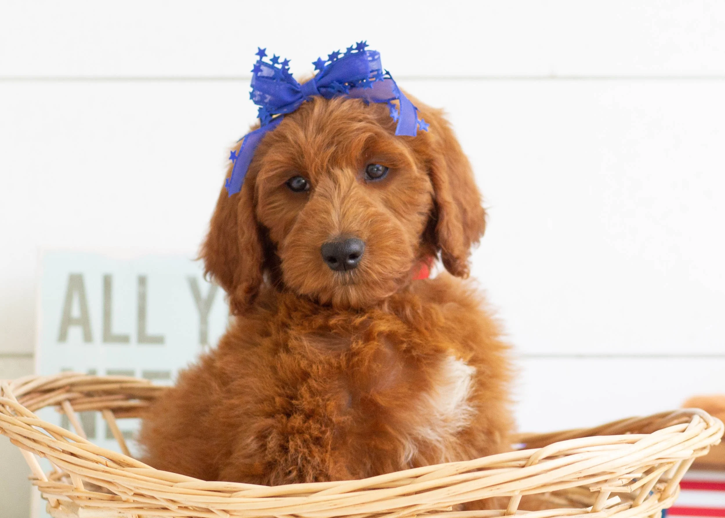 pet hotel hilbrae dog rescue