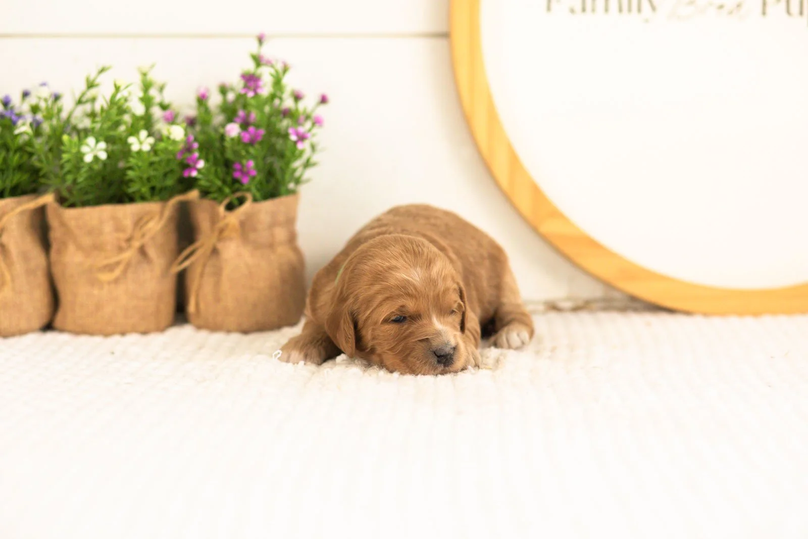 Lani goldendoodle for sale.jpg