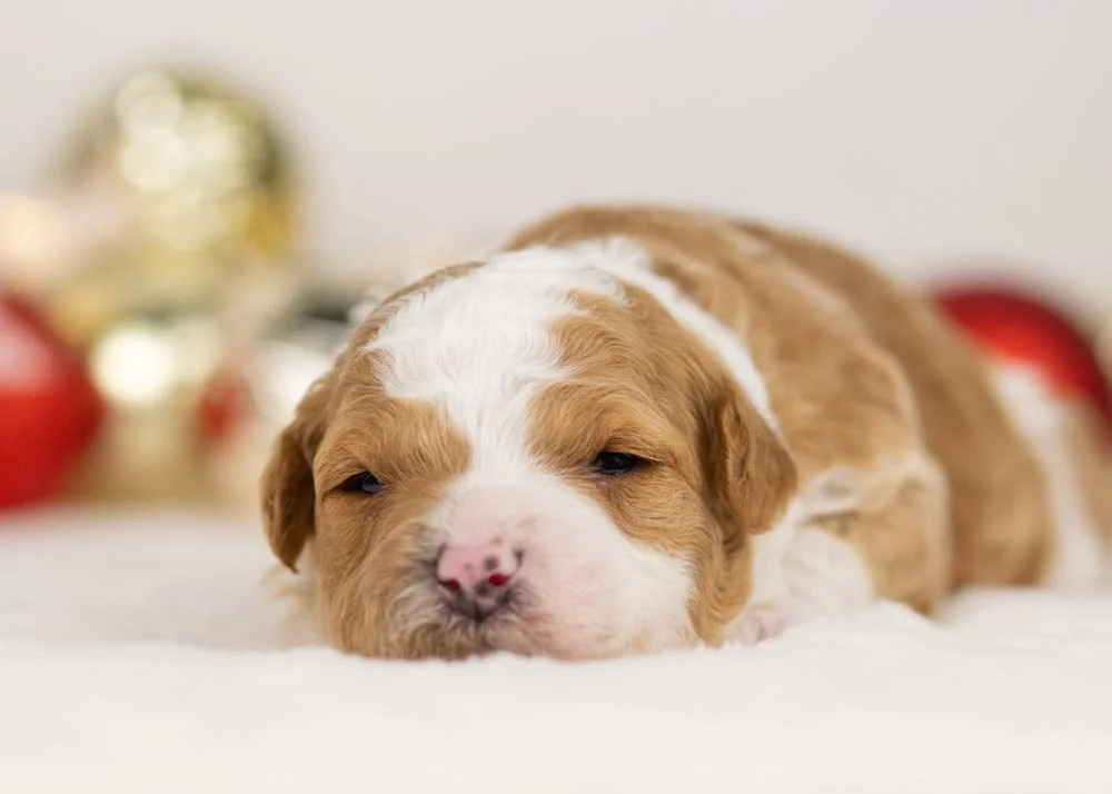 Denali goldendoodle for sale.(3).jpg