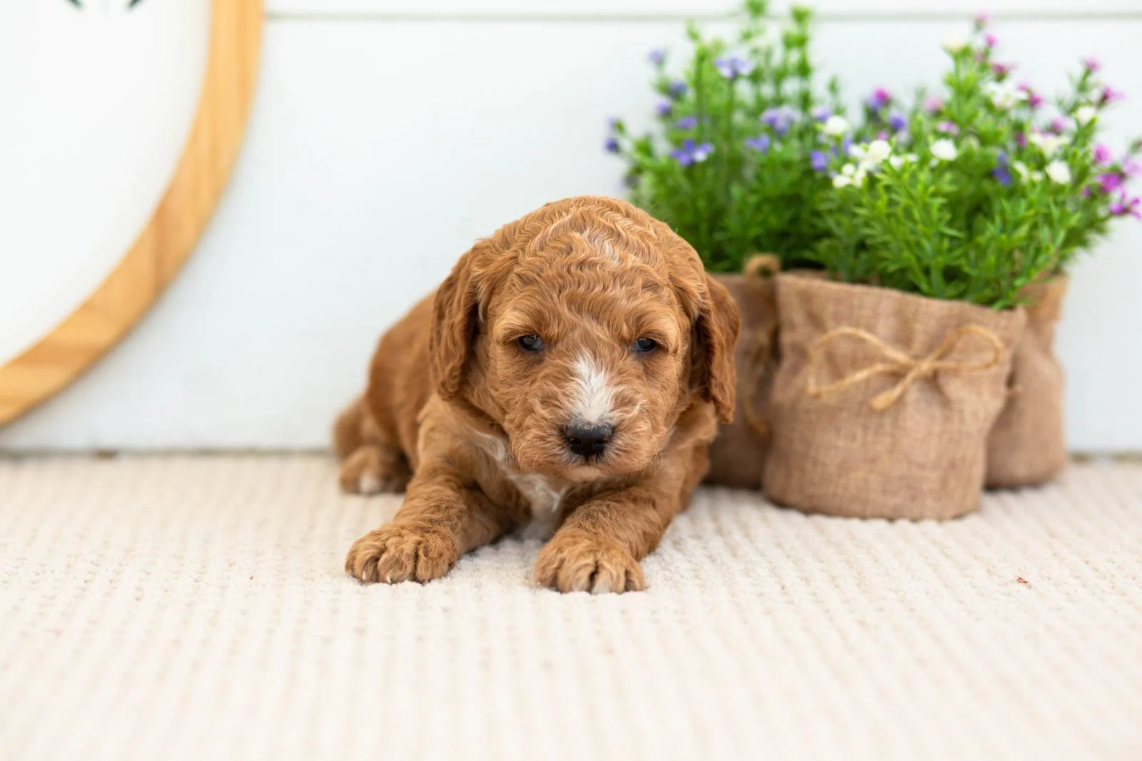 Misty golendoodle for sale.jpg