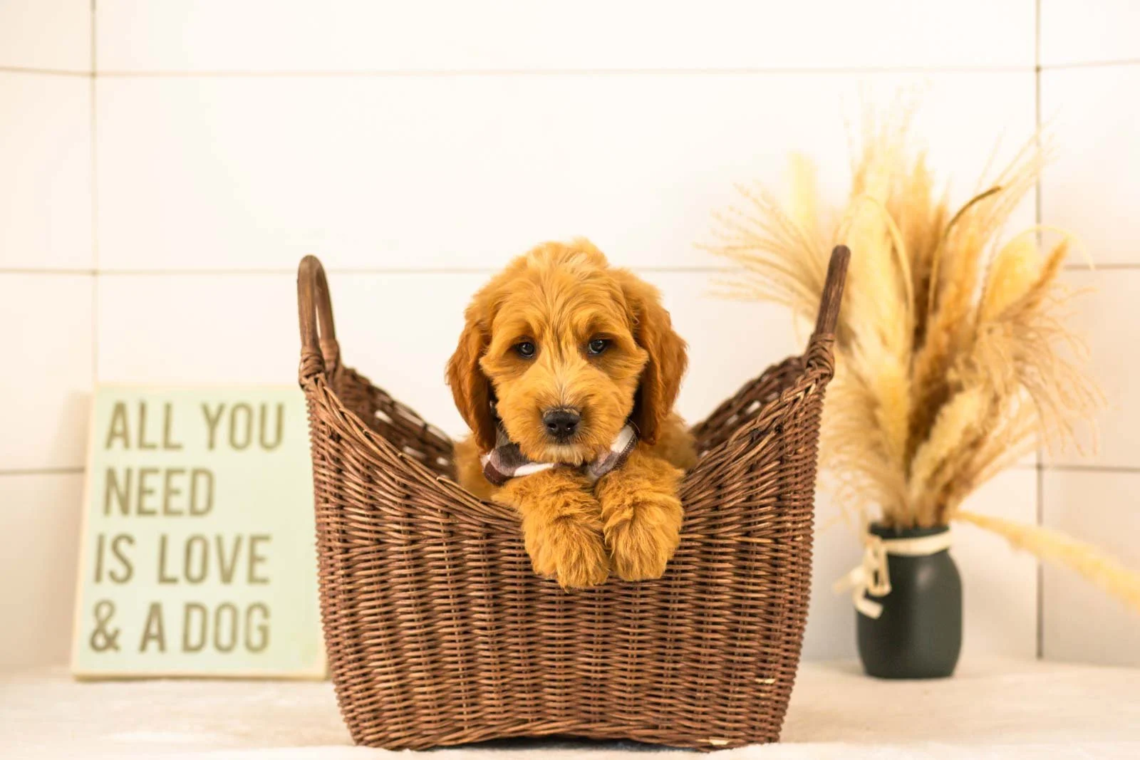 Barley goldendoodle for sale(2).jpg